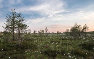 終盤にドラマ魚がヒット