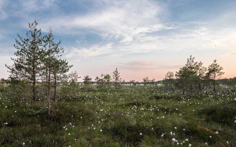 終盤にドラマ魚がヒット